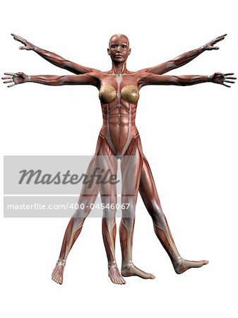 3D Render of Female Human Body Anatomy