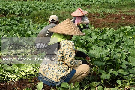 Indonesian Vegetable field workerss