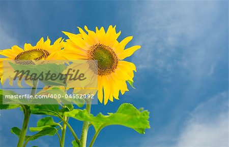 View of nice fresh sunflower on blue sky back