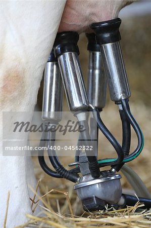 details of milking machines connected to cow udders