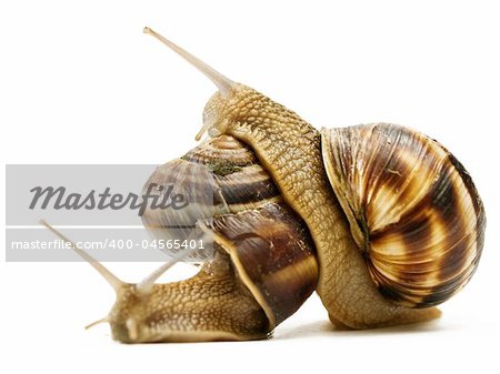 two snails macro crawling on top of each other