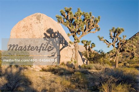 Joshua Tree National Park is located in south-eastern California.