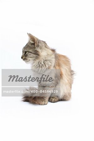 young nice cat on the white background