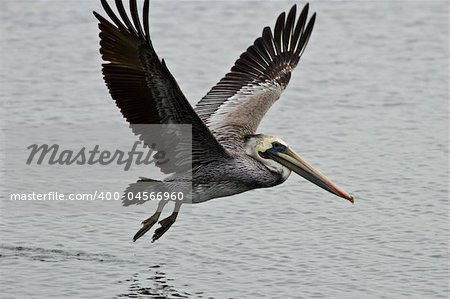 A pelican taking off