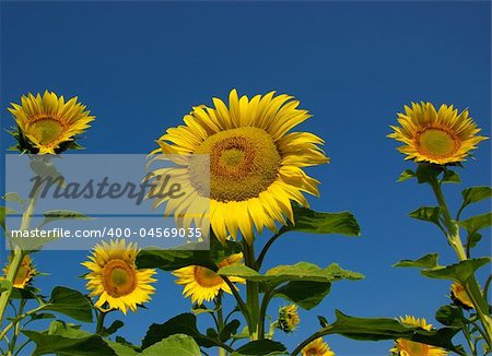 many yellow sunflowers in the fields on background of blue sky