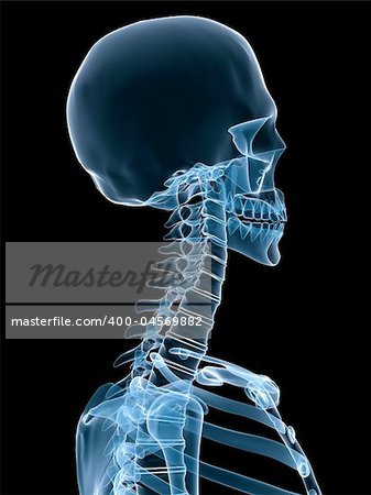3d rendered x-ray illustration of a human skeleton
