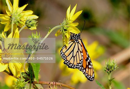 Monarch Butterfly gathering nectar from yellow flowers
