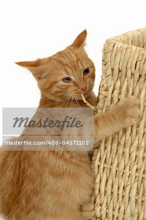 Kitten holding on to a basket with a very Bizarre expression