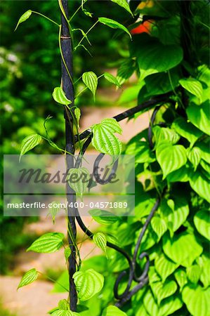 Closeup on green yam vine climbing on wrought iron arbor