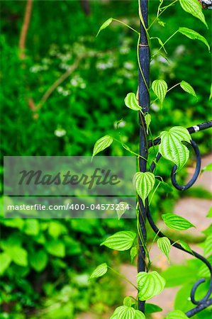 Closeup on green yam vine climbing on wrought iron arbor