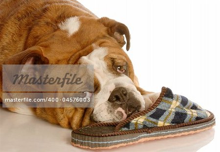 english bulldog resting with a favorite pair of slippers
