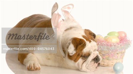 english bulldog with easter basket isolated on white background