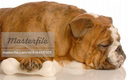 adorable english bulldog sleeping with protective paw on dog bone