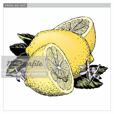Vintage 1950s etched-style lemons; detailed black and white from authentic hand-drawn scratchboard includes full colorization.