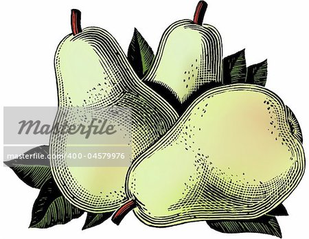 Vintage 1950s etched-style pears.  Detailed black and white from authentic hand-drawn scratchboard includes full colorization.