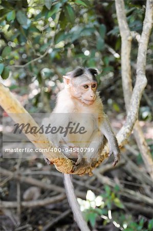 Wild baby monkey sitting on tree branch over the foliage background