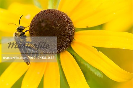 Closeup abstract of a bee covered with pollen on a Black-eyed-susan blossom.