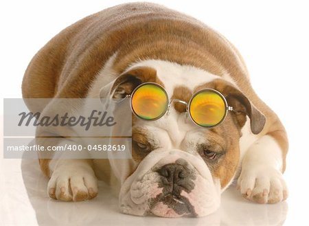english bulldog with funny looking four eyes