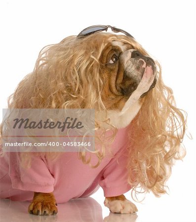 dog dressed in drag - english bulldog dressed up as a beautiful blonde woman