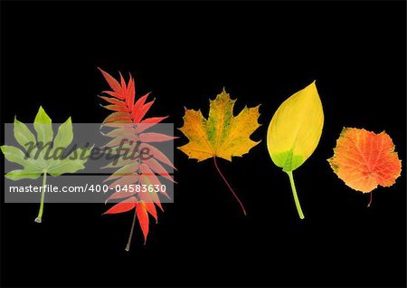 Abstract leaf design in the colors of fall of  fig, rowan, maple, hosta and grape, over black background.