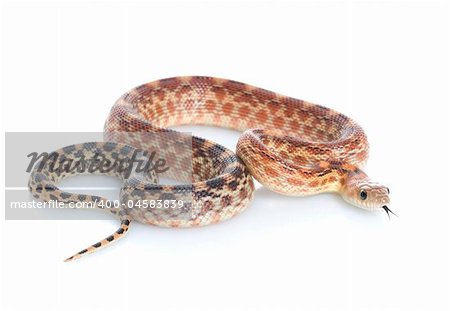 Cape Gopher Snake (Pituophis catenifer vertibralis) against a white background.