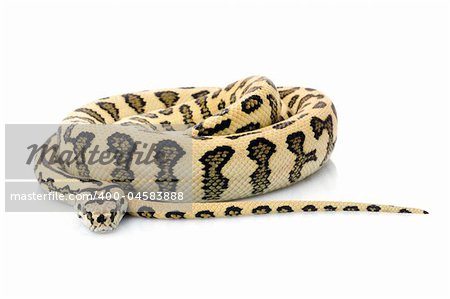 Jaguar Carpet Snake against white background.