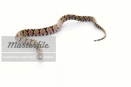 Mandarin Rat Snake against white background.