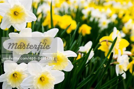 Field of blooming daffodils in spring park