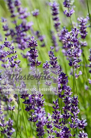 Green and Purple Lavender in the Bright Sunshine