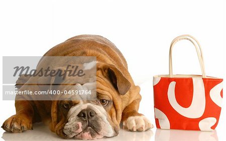 expensive vet bill - english bulldog laying down beside red purse
