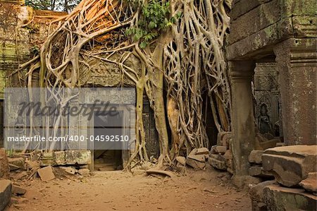 Ficus Strangulosa tree growing over a doorway in the ancient ruins of Ta Prohm at the Angkor Wat site in Cambodia