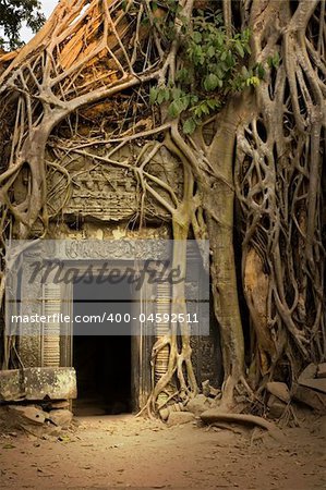 Ficus Strangulosa tree growing over a doorway in the ancient ruins of Ta Prohm at the Angkor Wat site in Cambodia