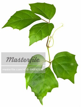 Natural green leaves isolated over white background