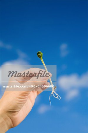 small sprout in the hands over the water and blue sky