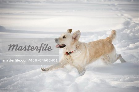 Happy running dog