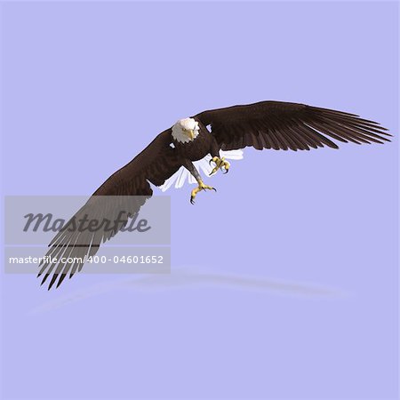 huge eagle with feathers With Clipping Path