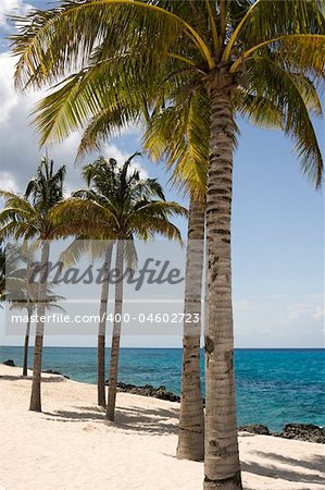 Palm Trees on the Beach in Cozumel Mexico