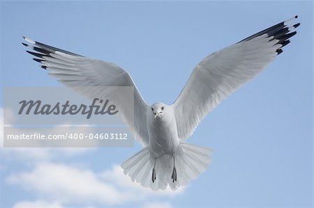 Ring-billed Gull (larus delawarensis) in flight over the beach with a blue sky background