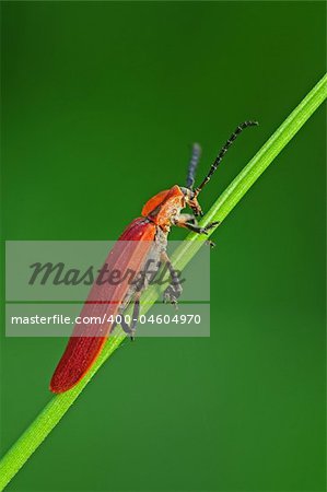 red insect in the parks