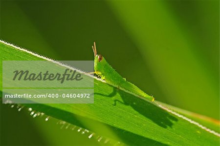 green grasshopper in the parks