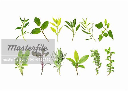 Herb leaf variety in two lines, over white background.