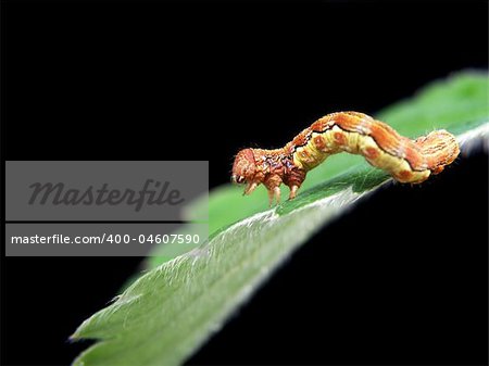 caterpillar on a leaf isolated on black