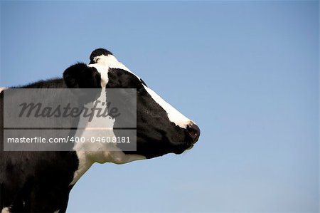 Dutch cow in the meadow