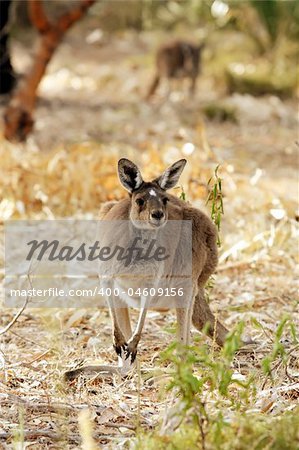Cute Young Kangaroo Taken in the Wild