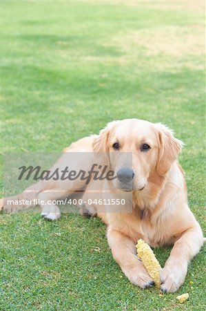 Obedient golden retriever puppy lying on the green grass holding a corn in his paws.
