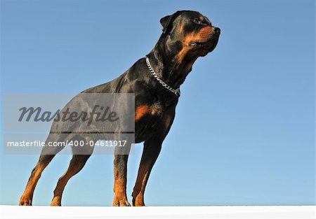 portrait of purebred rottweiler upright on a blue sky