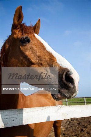 Horse head of brown horse