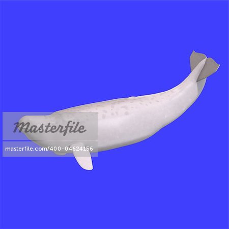 whitle juvenilie beluga whale. 3D rendering with clipping path