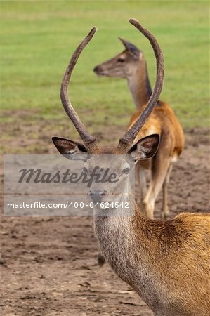 red deer buck framing its mate with his antlers
