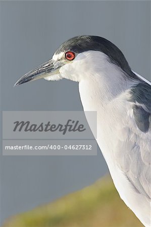Black-crowned Night-Heron (Nycticorax) in the Florida Everglades
